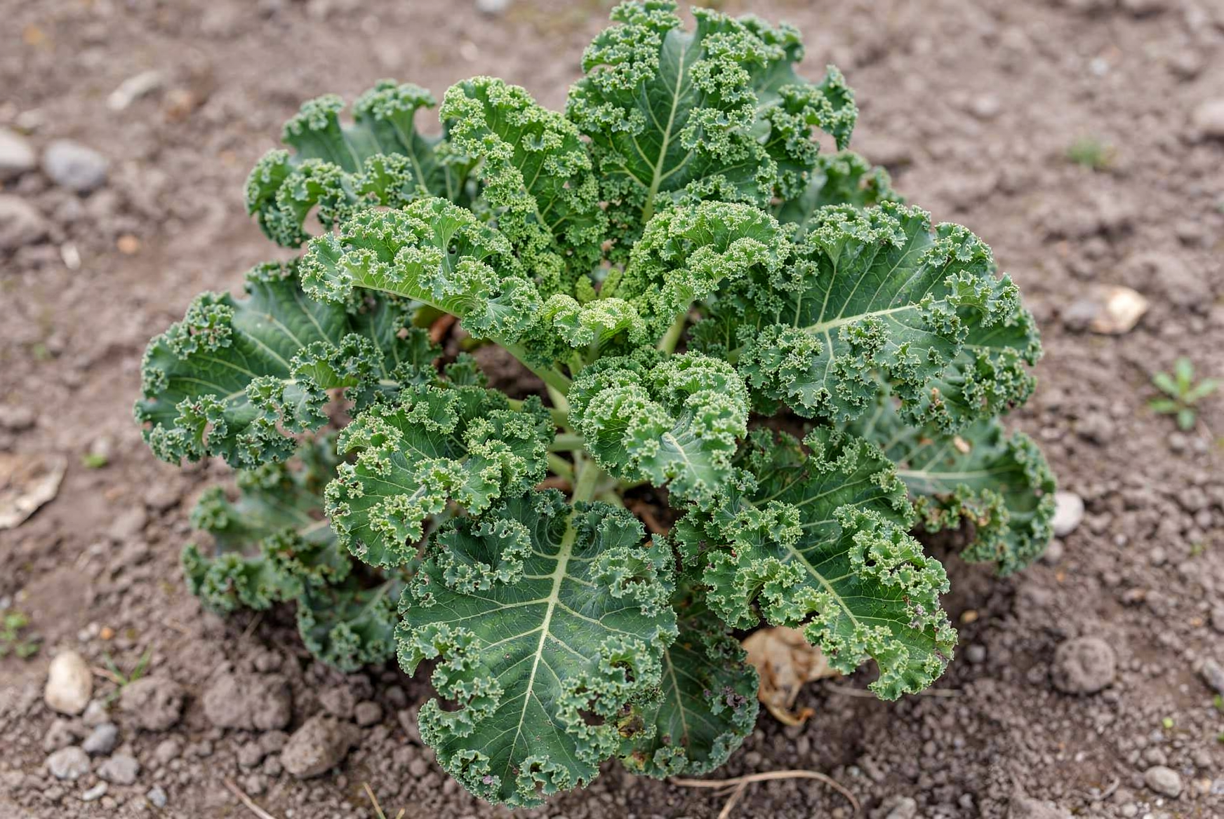 Kale — hero (AI-generated reference image)